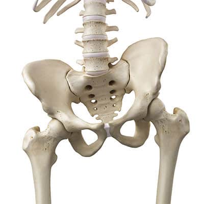 Runway Pilates - At Runway we always ask you to find your pubic bone, hip  bones and tail bone so that you can find neutral pelvis. Have you ever  wondered where these